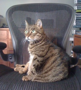 Jessica hogging my desk chair