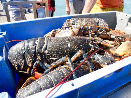 Lobster in Le Croisic