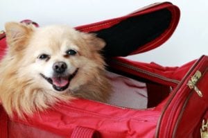 Traveling With a Pet