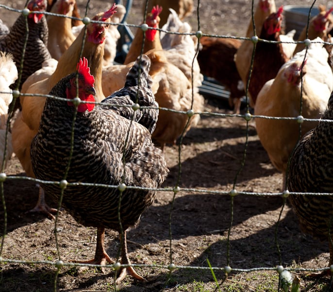 Nettles Farm happy egg-laying chickens Nettles Farm happy egg-laying chickens