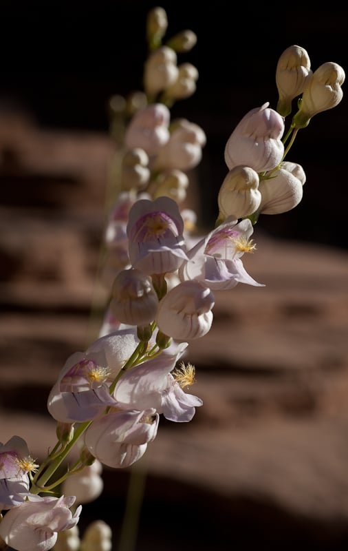 Flower from Overlook Trail in Zion Flower from Overlook Trail in Zion