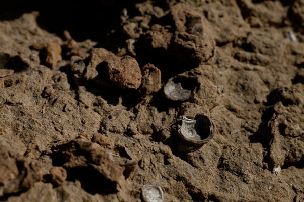 Over 100 million year old clams near Cottonwood Narrows North Over 100 million year old clams near Cottonwood Narrows North
