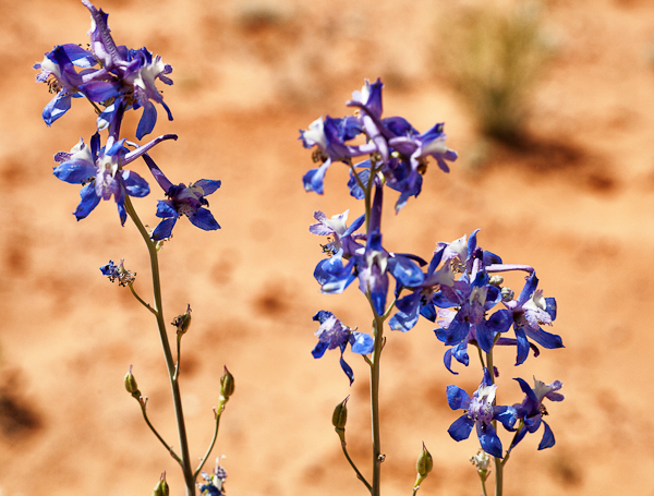 Flowers in the Valley of the Gods Flowers in the Valley of the Gods